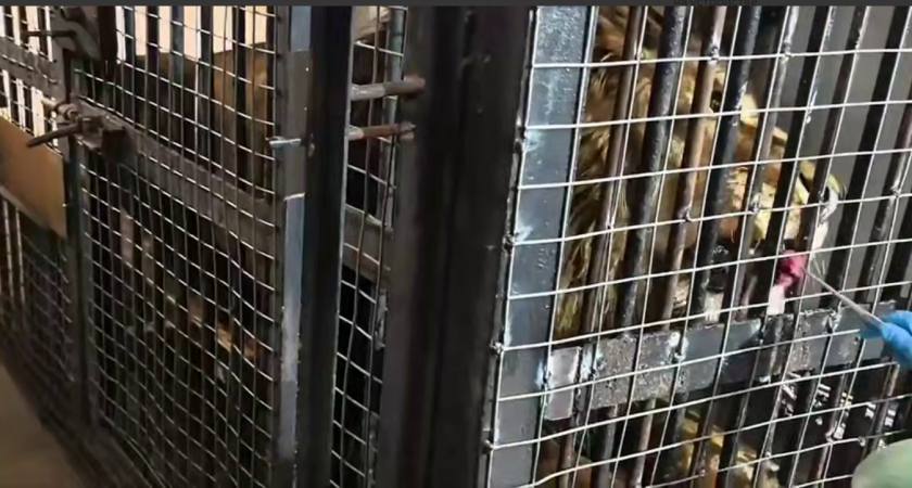 Жертва фотосессий: в зоопарке рассказали о психологической реабилитации льва Тиграна — видео с места событий