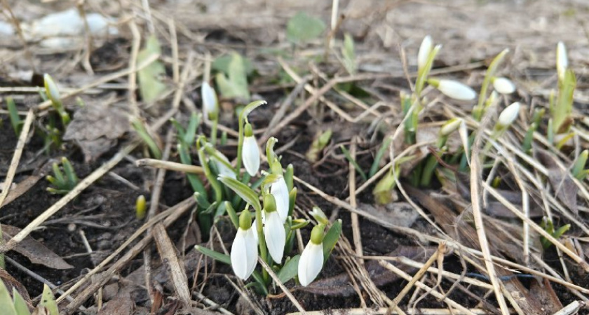 Ноль на термометрах и облака над регионом: 8 марта погода Калининград не порадует