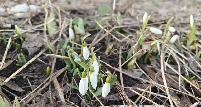 Снег уйдет уже к 10 апреля, а к майским праздникам возможны +20: синоптики рассказали, какой будет весна-2026 в России