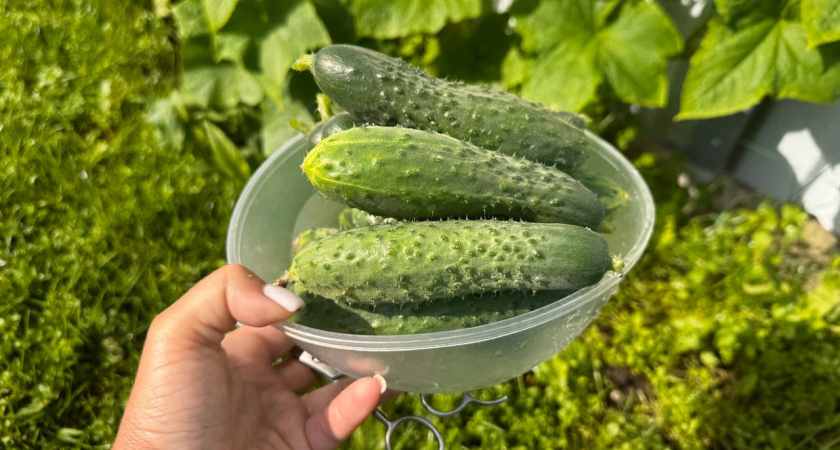 «Царский» гибрид для огорода: созревает за 45–49 дней и дает до 20 кг огурцов с м² - дачники за него дерутся