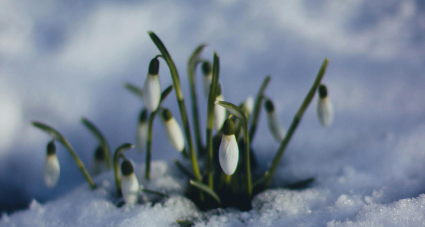 Не надевай старые вещи и не убивай пауков: народные приметы и запреты на 8 марта — Поликарпов день
