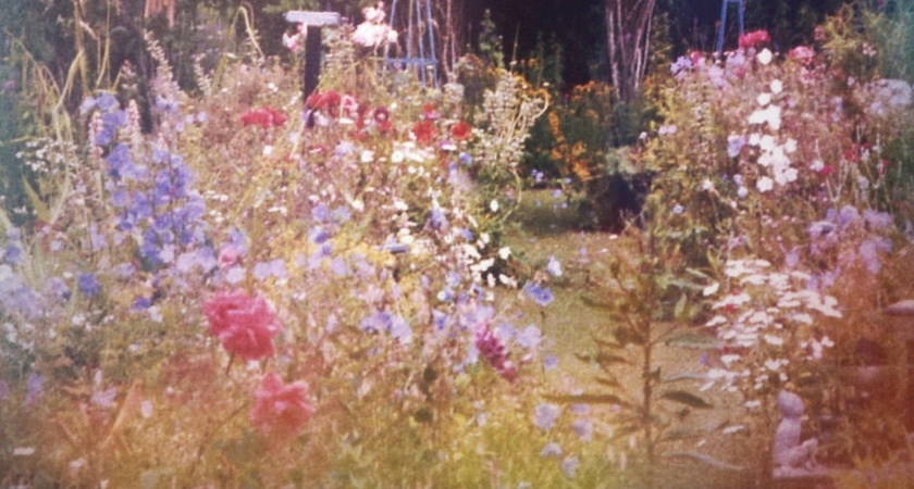 Посейте эти цветы в марте - летом соседи будут заглядывать через забор каждые 5 минут: секрет пышного цветника как с обложки журнала