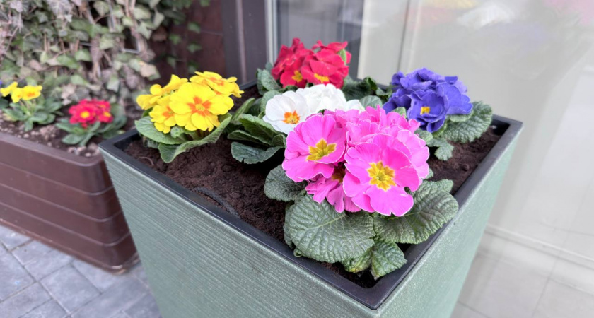 Продавцы цветов в Гурьевске тонко намекнули мужчинам о 8 марта: памятка на колесах для тех кто забыл купить букет