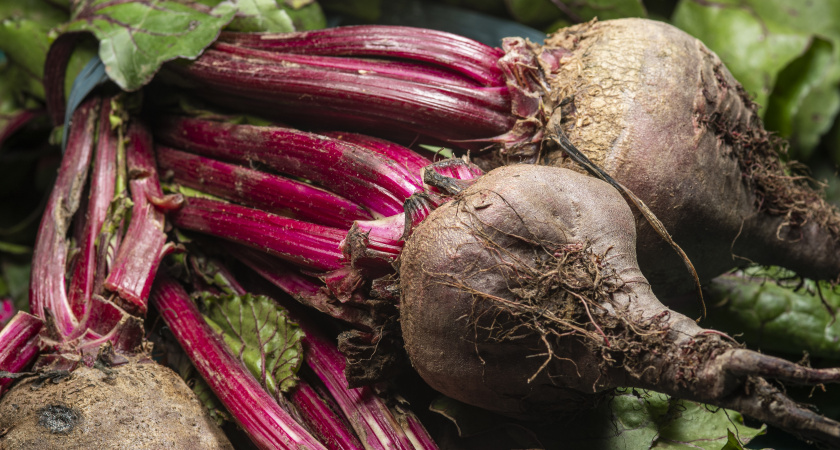 Сажаю только эти 2 сорта свеклы: корнеплоды ровные, медовые, без прожилок и лежат до следующего лета — совет биолога
