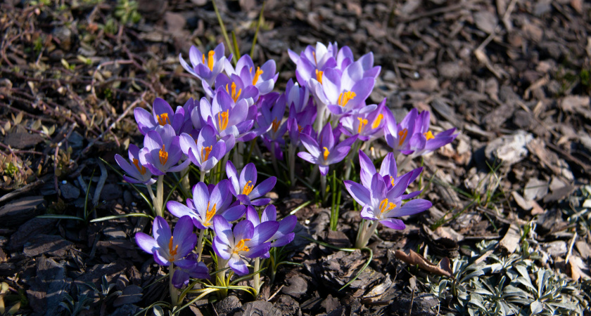 Не ложись рано спать и прислушайся к птицам: народные приметы и запреты на 9 марта