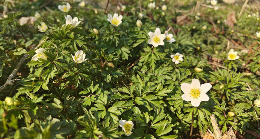 Калининградская область окажется в «погодных шестерёнках»: синоптики раскрыли неожиданный прогноз