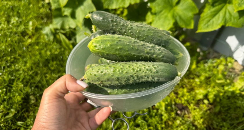 «Никогда не подводят»: мои 7 любимых огурцов для теплицы, которые сажаю каждый год - хрустят и не горчат