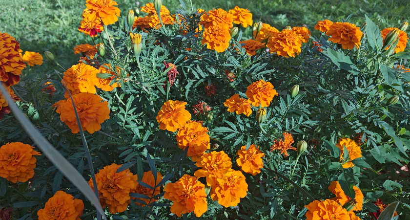 Посадите в эти дни — и клумба взорвётся цветами: когда сеять бархатцы на рассаду в 2026 году