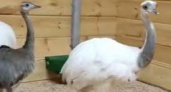 Калининградской зоопарк приютил экзотических птичек Нанду 