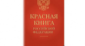 Трех редких филинов из красной книги выпустили на волю 