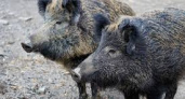 На Куршской косе были замечены дикие кабаны