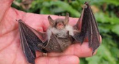 Сотрудники «Биосферы Балтики» приютили летучую мышь, которая проникла в чужой дом