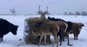В Зеленоградском районе на хутор пришли олени