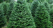 В регион привезли более 2,5 тыс живых ёлок из Европы