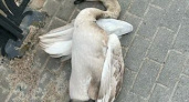 В Калининграде два лебедя погибли из-за взрыва фейерверков и петард