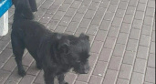 Пёс жительницы Гурьевска сбежал из дома и ездит на междугородних автобусах 