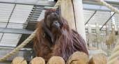 Калининградский зоопарк запустил прямые трансляции из вольеров орангутана и европейских выдр