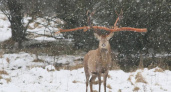 В Полесском районе был замечен олень с замиравшим бревном в рогах