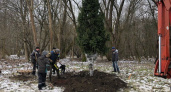 В Калининграде с улицы Галицкого пересадили деревья с , которые планировали вырубить