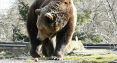 В Калининградском зоопарке медведь Фима вышел из спячки