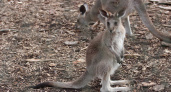 В Калининградском зоопарке дали имя новорождённому кенгуренку