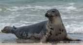 Росприроднадзор просит калинингадцев не беспокоить тюленей