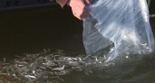 В Куршском заливе было выпущено 200 тысяч мальков сига