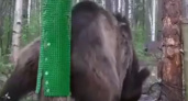 Калининградский зоопарк просит пожертвования на создание «попной чесалки» для медведей