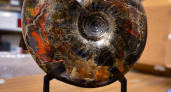 Калининградский Музей Мирового океана показал редкий аммонит возрастом 130 млн лет