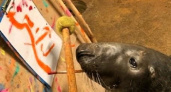 В Калининградском зоопарке представил картину, созданную тюленем по имени Кайус