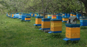 «Теперь я пчеловод!» Мужчина в Полесском районе украл 24 улья и сказал, что он пчеловод