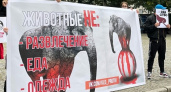Активисты из Калининграда призывают к бойкоту цирков, где используются животные