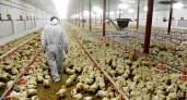 Новый комплекс по выращиванию птиц планируют построить в Калининградской области
