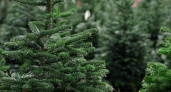 Более тысячи новогодних ёлок пополнили запасы Калининградской области