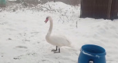 Лебедь пришел в гости к защитникам животных в «Биосферы Балтики» (ВИДЕО)