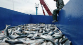 В Калининграде сократился экспорт рыбной продукции