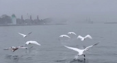 Лебеди летят строгой галочкой над Балтийским морем (ВИДЕО)