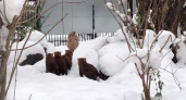 В Калининградском зоопарке организовали показ «нападения» стаи кустарниковых собак на мешок (ВИДЕО)