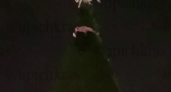 Пьяная женщина в Геленджике покорила верхушку 20-метровой елки (ВИДЕО)
