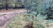 Обнаружены срубленные молодые сосны в микрорайоне Прибрежный