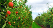 Собственных фруктов и ягод стало больше. Минсельхоз о производстве в Калининградской области