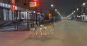 Омск заполонили косули, которые пытаются подражать людям (ВИДЕО)