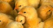 Дефицит дал о себе знать. В Калининградской области построят еще один птицеводческий комплекс?