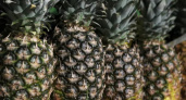 Агроном поделился секретом, как выбрать сладкий ананас!