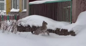 В Череповце рысь проникла на территорию детского сада!