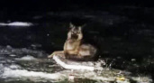 «Хатико» из Находки? Почему бедная собака уже долгое время сидит на льду реки? Пытались ли помочь?
