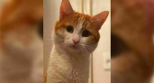 Кота, выброшенного проводницей из поезда в Кирове, нашли? Что случилось с животным? Свежие подробности