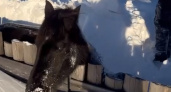 В Бурятии лошадь была спасена из снежного затора (ВИДЕО)