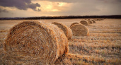Теперь придется закупать даже сено?! Из-за чего в Калининградской области иссякли запасы травы?