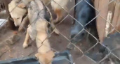 Волонтеры пытаются спасти десятки голодных собак (ВИДЕО)